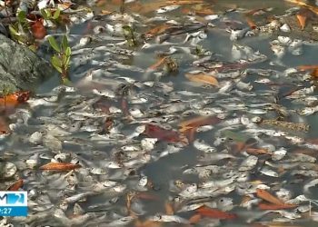 Aquecimento da água do mar causa mortandade de sardinhas na Grande São Luís, apontam pesquisadores