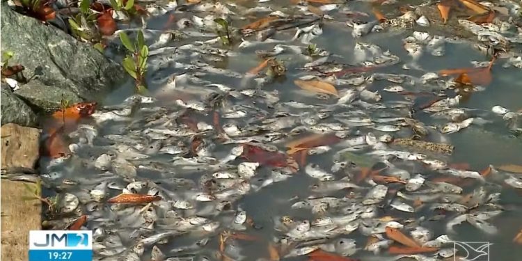 Aquecimento da água do mar causa mortandade de sardinhas na Grande São Luís, apontam pesquisadores