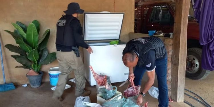 Polícia Civil apreende 60 kg de carne de animais silvestres e armas de fogo no interior do MA