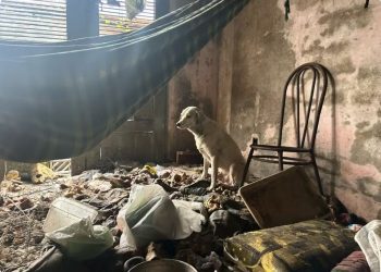 Homem é preso por suspeita de maltratar e abusar sexualmente de animais em São Luís