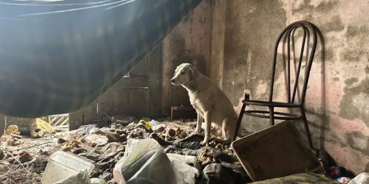 Homem é preso por suspeita de maltratar e abusar sexualmente de animais em São Luís