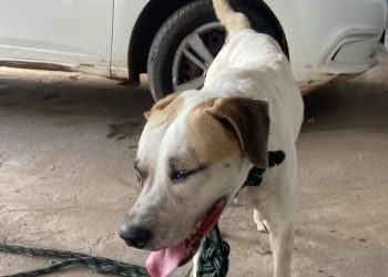 Homem é preso em flagrante por maus-tratos contra cachorro no MA