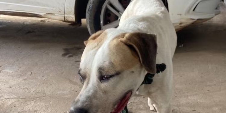 Homem é preso em flagrante por maus-tratos contra cachorro no MA