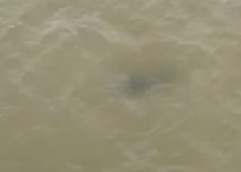 Tubarões são vistos na Praia do Calhau e banhistas são alertados por patrulhamento aéreo em São Luís