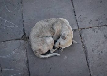 Animais abandonados: “Fome e sede doem: uma causa silenciosa que clama por compaixão”