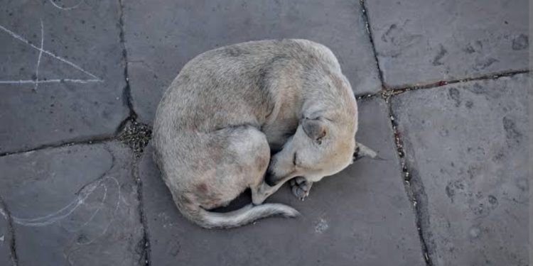 Animais abandonados: “Fome e sede doem: uma causa silenciosa que clama por compaixão”